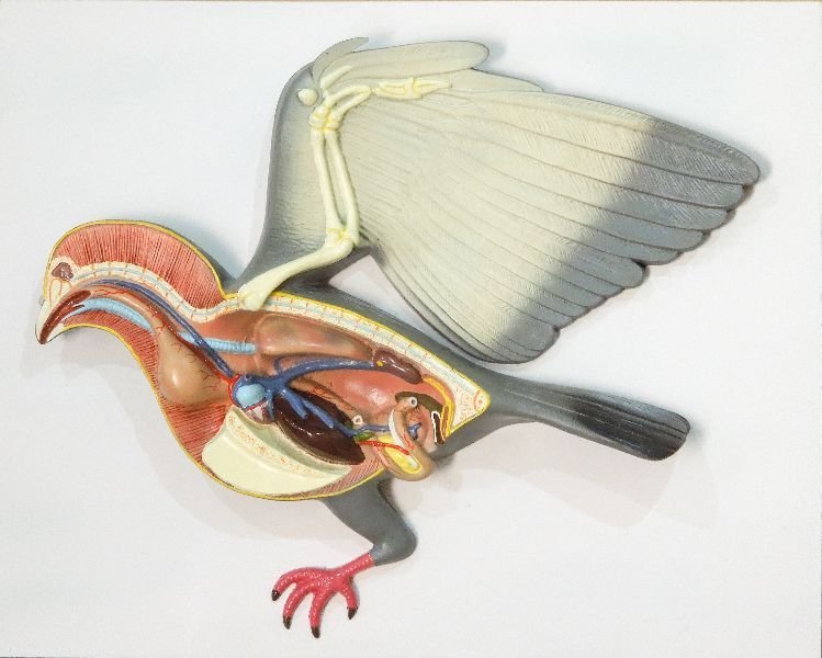 Pigeon Dissection Model