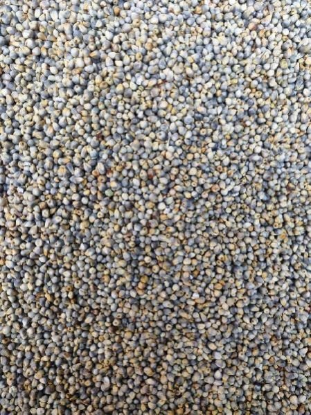A-1 Millet Seeds