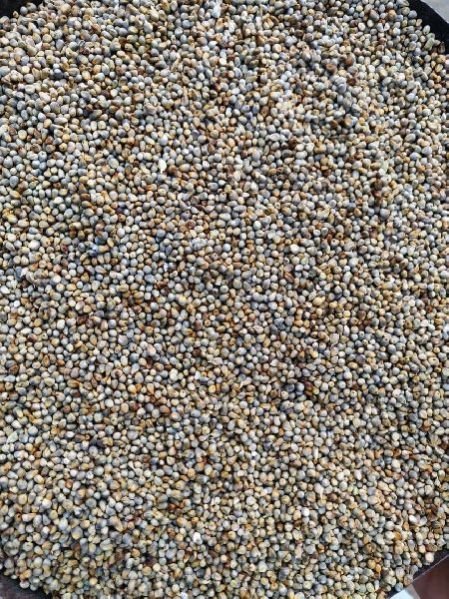 A-2 Millet Seeds