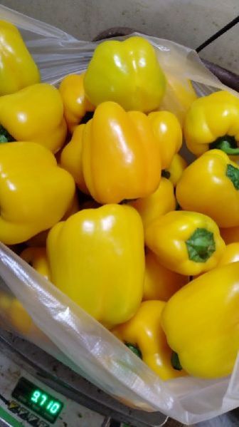 Fresh yellow capsicum