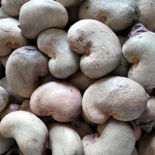 Andhra Pradesh Raw Cashew Nuts