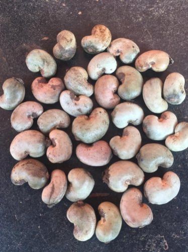 Maharashtra Konkan Raw Cashew Nuts