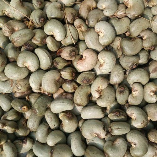 Odisha Raw Cashew Nuts