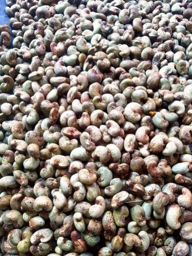Senegal Raw Cashew Nuts