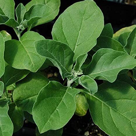 Ashwagandha Leaves
