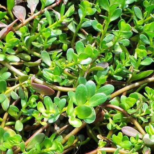 Brahmi Leaves