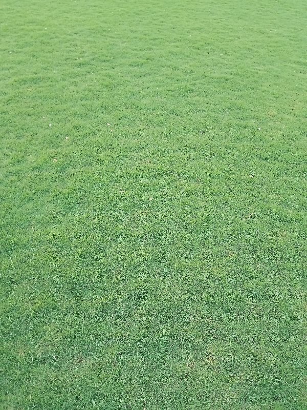 Lawn grass