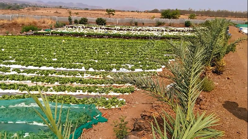 Global GAP (Good Agricultural Practices) Consultancy 02