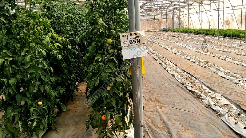 Global GAP (Good Agricultural Practices) Consultancy 07