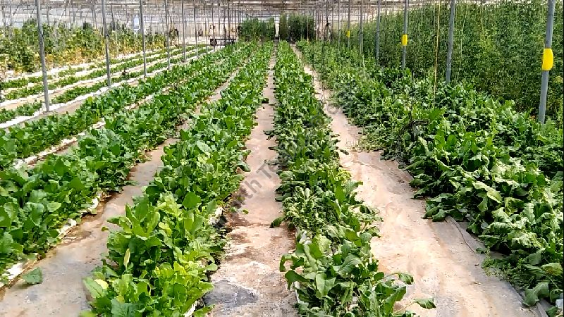 Global GAP (Good Agricultural Practices) Consultancy 09