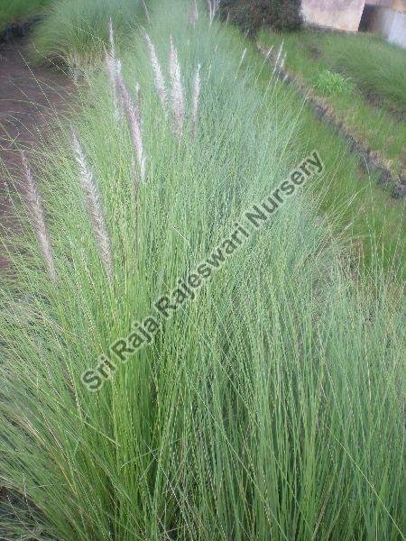 Fountain Grass Plant 01