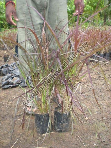 Fountain Grass Plant 02