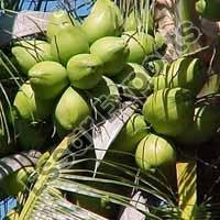 Green Coconut