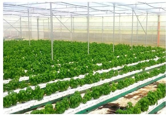 Coco Peat Grow Bag 01