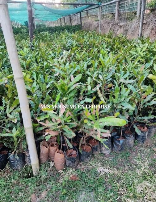 Whole Macadamia Nuts Plant