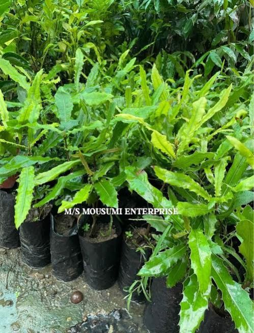 Whole Macadamia Nuts Plant