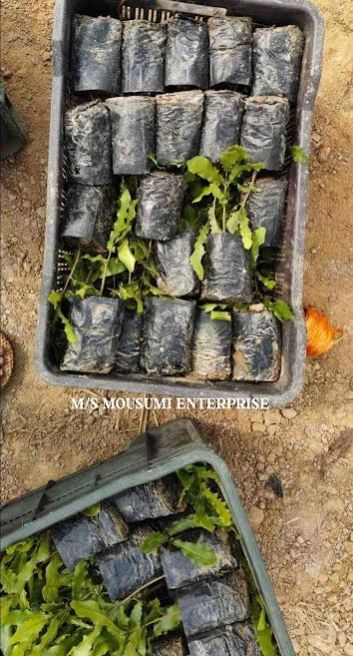 Whole Macadamia Nuts Plant