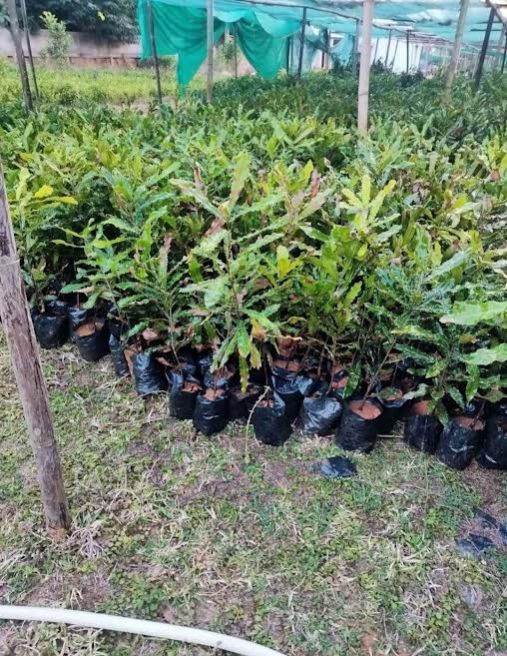 Whole Macadamia Nuts Plant