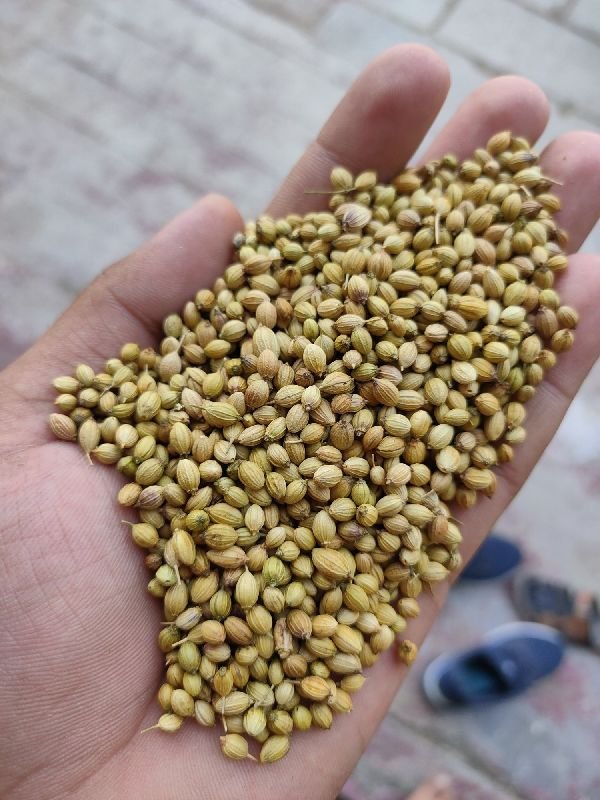 Rajasthani PARROT Coriander Seeds ( Rs 75- 95 kg)