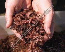 Vermicompost