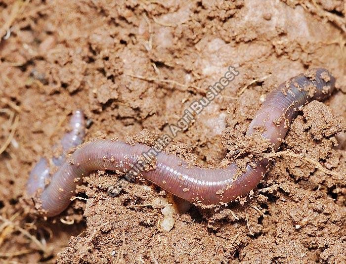 Vermicompost