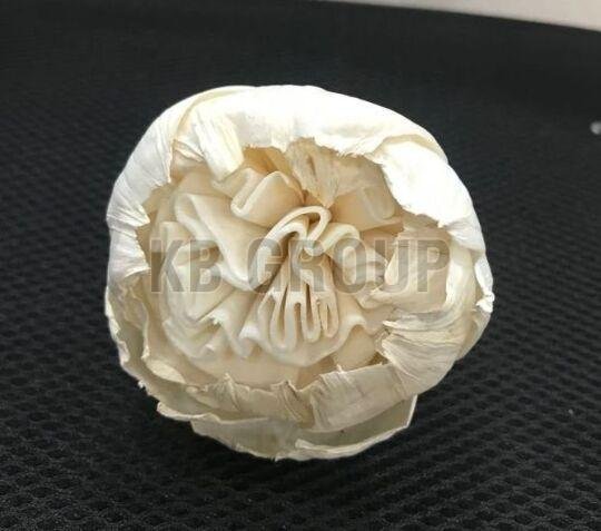 Garden Rose (POLAU 5)