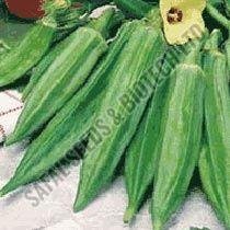 Clemson Spineless Okra Seeds