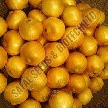 Grano 502 (Texas Early) Onion Seeds