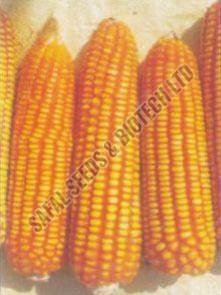 Hybrid Maize Seeds (Arjun)