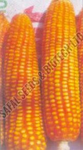 Hybrid Maize Seeds (Karan)