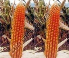 Hybrid Maize Seeds (Krishnagold)