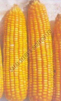 Hybrid Maize Seeds (Safal X-1)