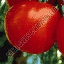 Marglobe Tomato Seeds