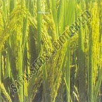 Paddy Seeds (Parvati)