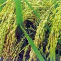 Paddy Seeds (Rounak-IR)