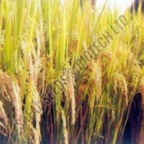 Paddy Seeds (Shubhangi)