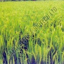 Paddy Seeds (Suman)