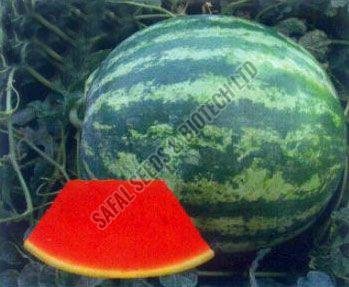 Watermelon Seeds (Seedless Victor)