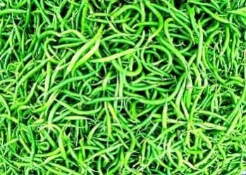 Fresh Green Chilli