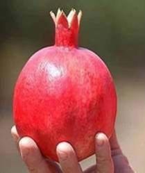 Fresh Pomegranate
