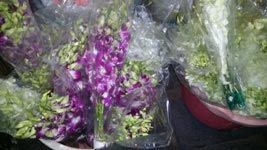 Orchid Stems  Fresh White & Violet