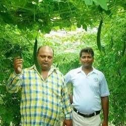 Abhishek F1 Bitter Gourd Seeds