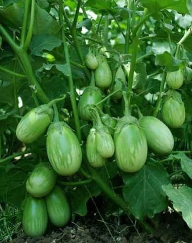 F1 Hari 31 Brinjal Seeds