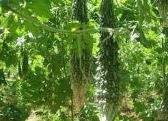 Pado 61 Bitter Gourd Seeds