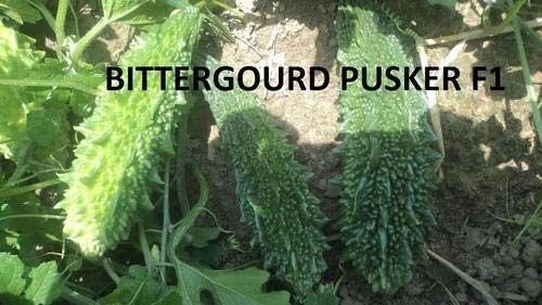 Pusker F1 Bitter Gourd Seeds