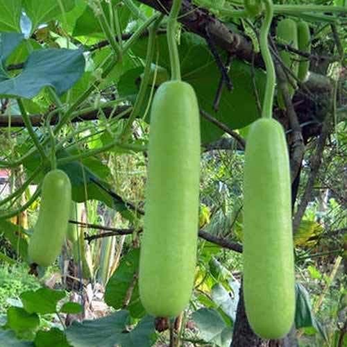 Rani 501 F1 Bottle Gourd Seeds