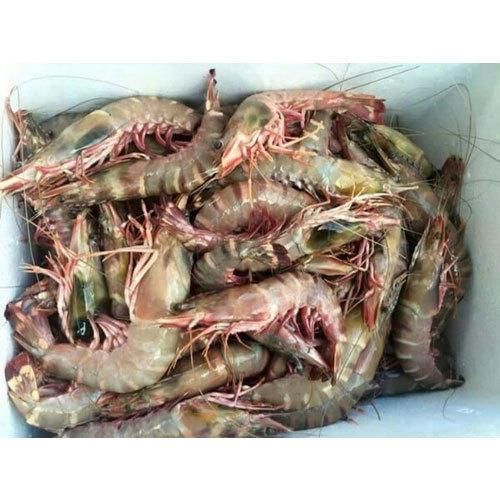 Frozen Prawns 02