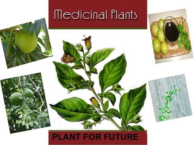 Medicinal Plants 02
