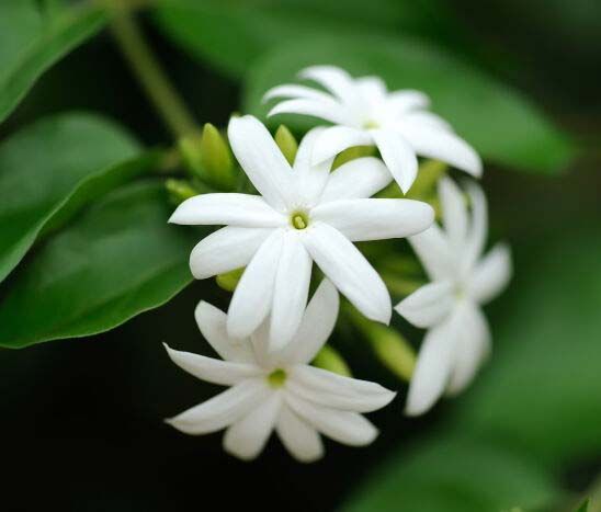 Jasmine Flowers 01
