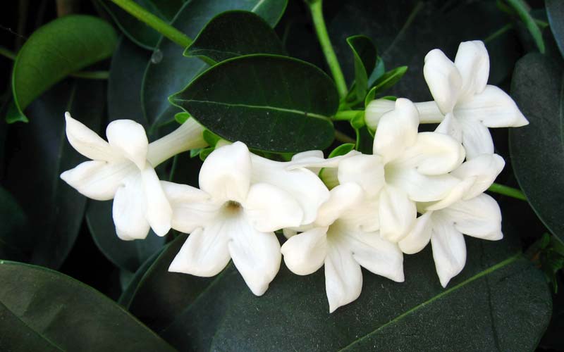 Jasmine Flowers 02